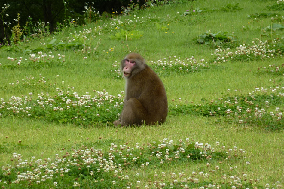 アルプスあづみの公園堀金穂高地区 野生の猿